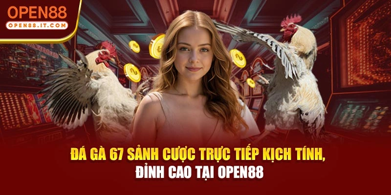 Đá Gà 67 – Sảnh Cược Trực Tiếp Kịch Tính, Đỉnh Cao Tại OPEN88