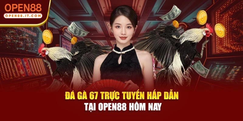 Đá gà 67 trực tuyến hấp dẫn tại OPEN88 hôm nay