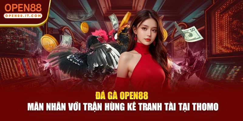 Đá Gà OPEN88 - Mãn Nhãn Với Trận Hùng Kê Tranh Tài Tại Thomo