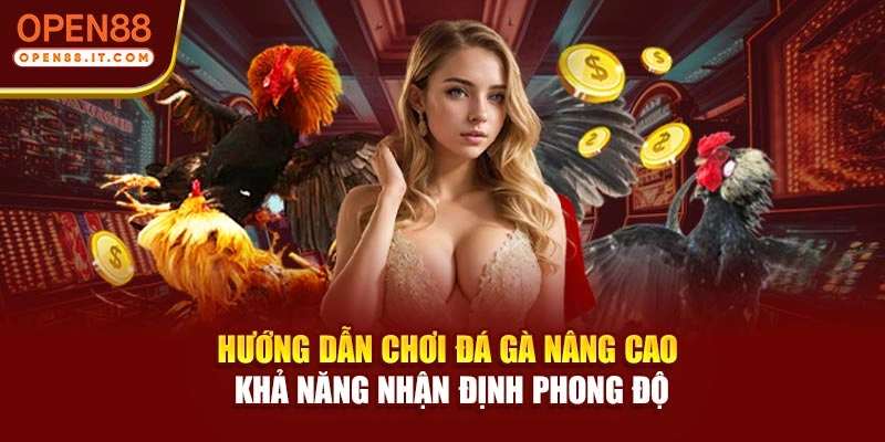 Hướng dẫn chơi đá gà nâng cao khả năng nhận định phong độ
