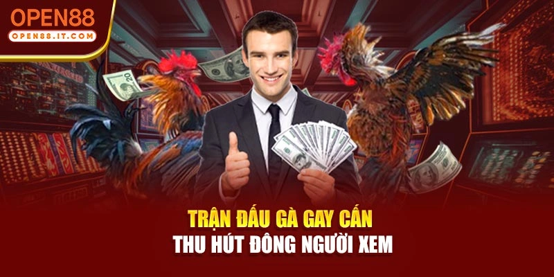 Trận đấu gà gay cấn thu hút đông người xem